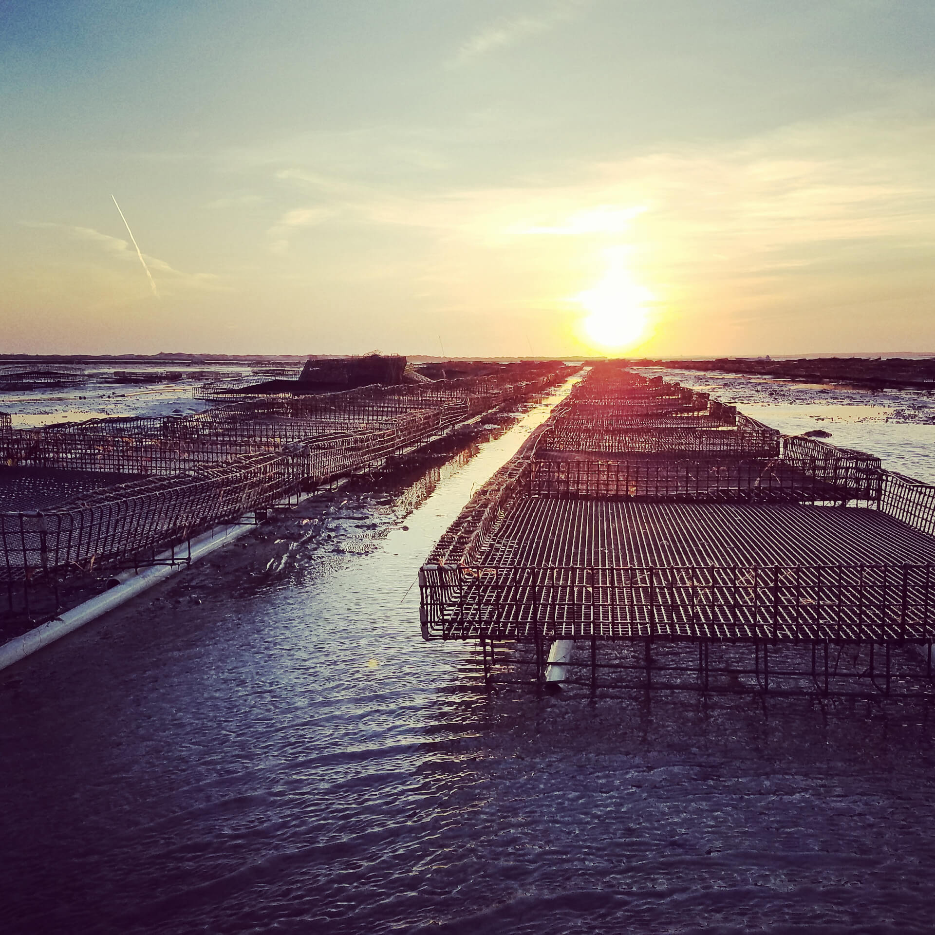 Seed Sales Cape Cod Oyster Company